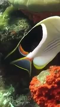 11 HOURS Stunning 4K Underwater footage Music ｜ Nature Relaxation Part 516™ Rare & Colorful Sea Life Video-046