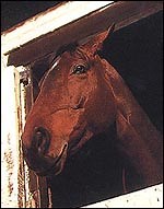 Dealing with head injuries in horses - Horse & Hound