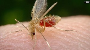 CDC: Blood-sucking sand flies are spreading skin infections, with samples found here in Texas