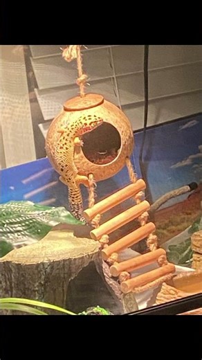 Fun facts about leopard geckos