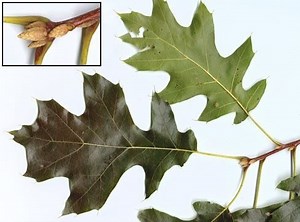 Quercus velutina - Alchetron, The Free Social Encyclopedia