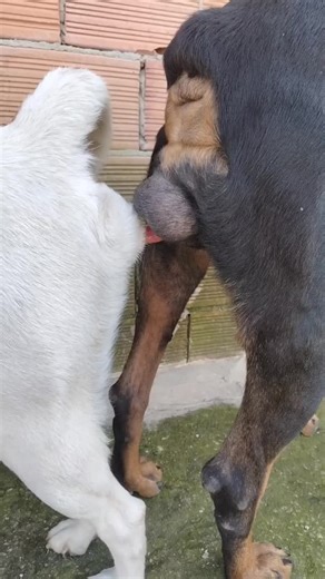 Final Part of the Series Revealed!