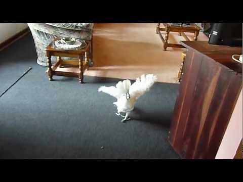 Swearing Cockatoo Again