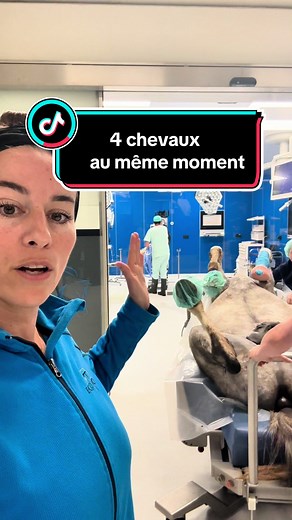 Immersion dans le service de chirurgie équine