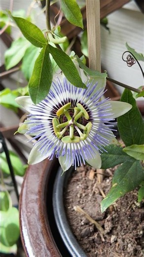 a passionflower blooming in my garden 🪴✨