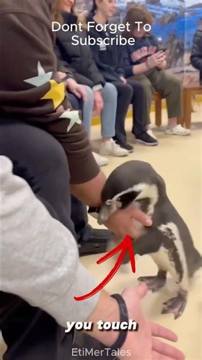 Antarctica’s Cutest Animal Comes Right Up… Don’t Touch It!