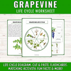 Grapevine Life Cycle Worksheet | Pant Diagram Cut Paste Flashcards & Fun Facts!