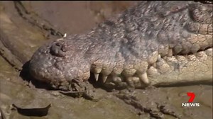 10K views · 46 reactions | Local fishermen are concerned after fresh crocodile tracks were sighted at Carmila boat ramp. www.7plus.com.au/news #7News | 7NEWS Mackay | Facebook
