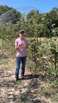 Pole Beans or Bush Beans? (Lessons from the 2025 Garden) #homestead #gardening tips #countryliving