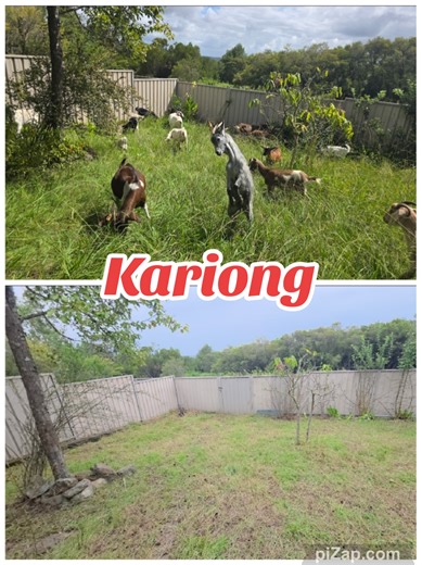 Transforming a Kariong Backyard: 72-Hour Goatscaping