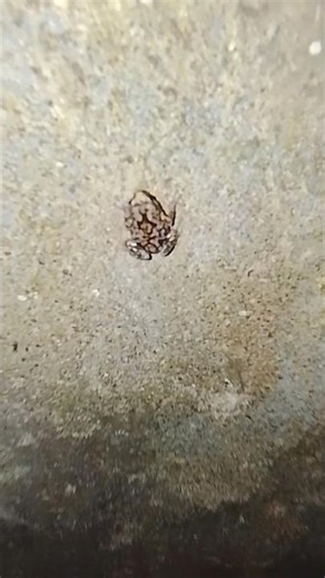 Frog 🐸 man 😂 Part 2 (Miracle Happens) #viral #frog #nature #followersreels