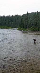 56K views · 763 reactions | Le saumon acrobatique de la rivière Flowers au Labrador! Combien de fois ce saumon saute-t-il ? ... The acrobatic salmon of the Flowers River in Labrador and the riffling hitch! How many times does this salmon jump? Flowers River Lodge - Flyfishing Labrador Loop Tackle YETI Patagonia #outsidebytheriver | Hooké | Facebook