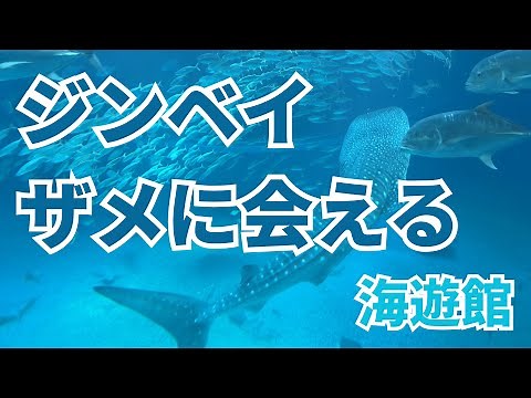 【海遊館】海遊館の見どころ完全ガイド