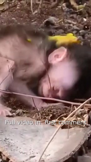 166K views · 2.1K reactions | Mother monkey engrossed in eating mango without paying attention to the newborn baby monkey - Little Monkey Life 4 Full video in first Comment ! | Monkey BC | Facebook