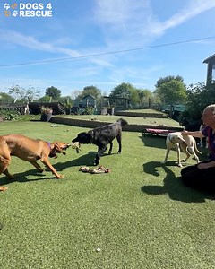It’s the video you’ve all been waiting for. The arrival of Duke, Marley and Loki from Cyprus Dog Rescue. And look who was waiting to greet them - their old pal Rex. Closely followed by Little Laurie. It really is a joy to watch these dogs relax and start to feel safe, knowing they will soon find loving homes of their own. Then both we and Andrea can help more through a longterm partnership of rescues working together 🐶 | Dogs 4 Rescue