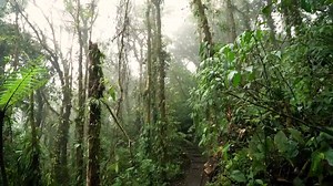 Breakthrough Healing Herbs Revealed In New Documentary Series. | The Sacred Science