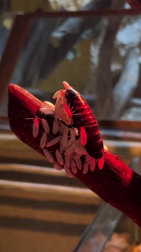 Exploring Giant Cockroaches in Domestic Settings