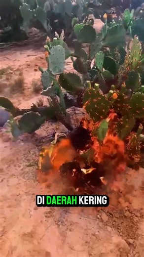 Dibakar Dulu, Kaktus Ini Jadi Pakan Favorit Ternak!