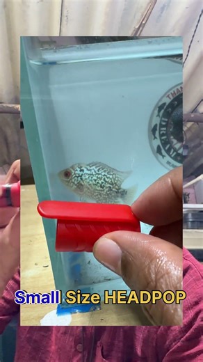 Code B04✅🤝Shipping AOI 📦🌺GBKML Boy Thailand 🇹🇭 Import 😍🧿HEADPOP (499) ✅Shipping 300 Extra 📦