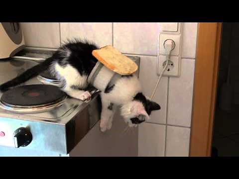 AMAZING!!! Buttered cat paradox MUST SEE!!!