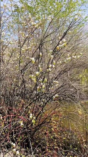 Spring scenery / Natural Sounds of Water #Springtime #scenery #nature
