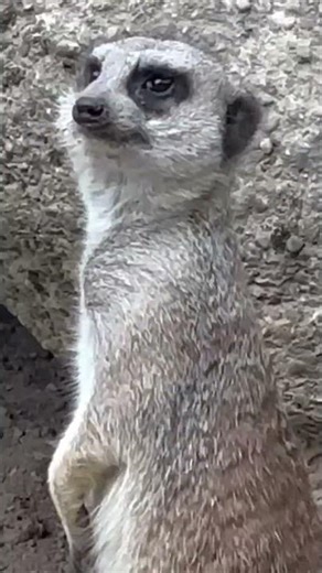 Can a Meerkat Steal Your Heart? The New "Dramatic Chipmunk"!