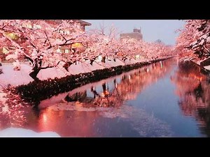 《惚れた女が死んだ夜は 》小林旭