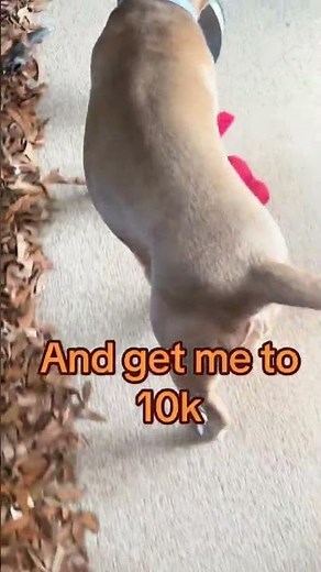 Rescue Dog Wants More Food. Funny video!