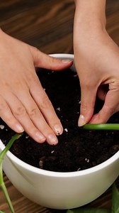 16K views · 336 reactions | unexpected plant growing tips | Green Bean | Facebook