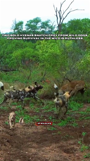 Wild Dogs Lose Their Prey to Hyenas