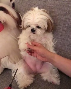 65K views · 4.9K reactions | Little Ching Ching Getting Her Nails Done <3 Via Little Yeti Ching Ching | Life with Shih Tzus | Facebook