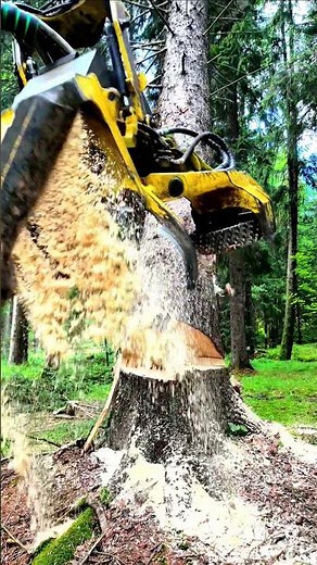 Too Big for My Machine? 🌲 Watch This Tree Fall!