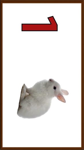 belajar mengenal angka satu dan hewan kelinci arealtube #suarahewan #belajarnamahewan #animalsounds
