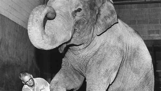 Remembering Bunny, Evansville's beloved elephant, two decades since she left the city