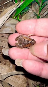 Hahaha catching smaller frogs 😝😝😂😂😜😜😛😛🤣🤣