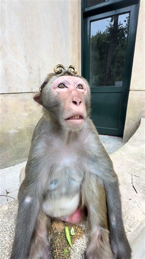 What happened to the Monkey King?#monkey | monkey king wukong