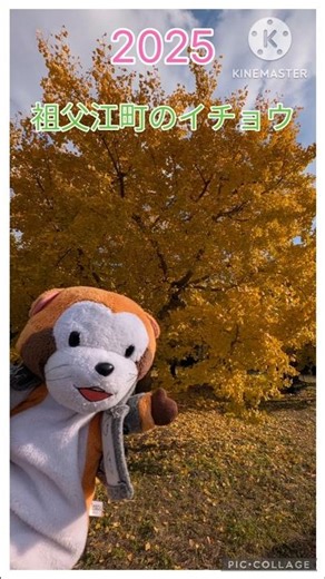 パペラスカルくん、愛知県 稲沢市 祖父江町のイチョウ並木をみにいく！♪ #ラスカル #パペット #ぬい活 #祖父江ぎんなんパーク