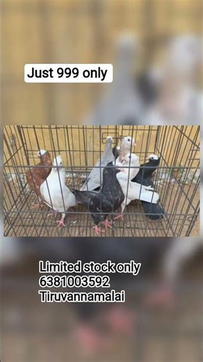 fancy pigeons sale #tiruvannamalai #vellore #polur #villupuram