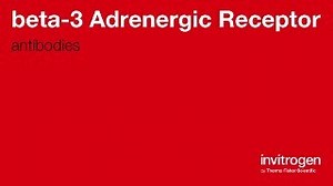 Anti-beta-3 Adrenergic Receptor Antibodies | Invitrogen