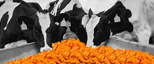 Cheetos Are Repurposed Cow Food