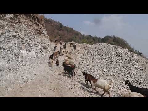 Nepali Village life ||