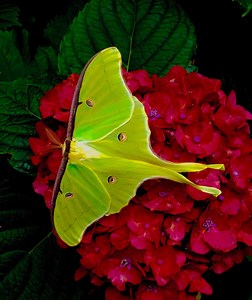 Don't Overlook The Lovely Luna Moth