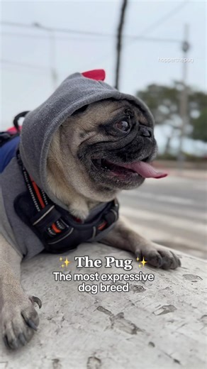 The most expressive dog breed 💗🐾 #pug #pugs #puglove #dogbreeds #puglife #dogs #shorts
