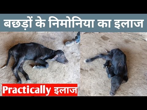 Treatment of Calf Pneumonia || लवारे का न्यूमोनिया का इलाज ||