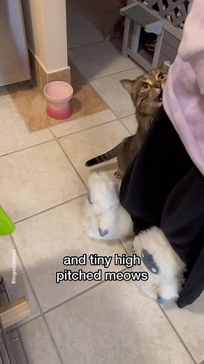 Signs Your Cat Considers You Their Mother - Vocalizing and Conversations