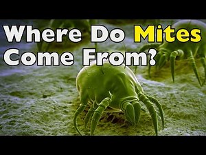 Where Do Mites Come From? The Truth About Dust Mites Explained