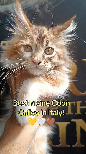 Cuccioli Maine Coon Calico 🤎🤍💛! #gatto #cat #mainecoon #animal #kitten