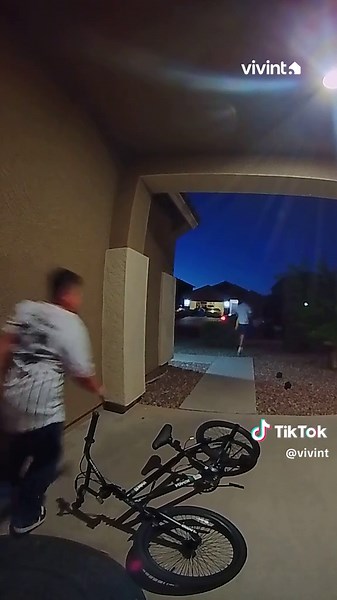 Adventurous Paw Patrol Dogs in Action