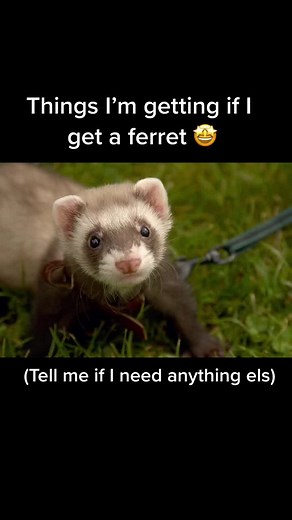 Essential Ferret Supplies Every Owner Needs
