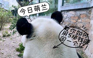萌兰带给我的快乐，谁懂啊？！！！咩咩~咬手撒娇~监工~上树倒立拉粑粑~表演杂技~嘴劈小木桩~学福宝不善良~总之，一天让我看全了！而且！萌兰和我贴贴了哈哈哈哈